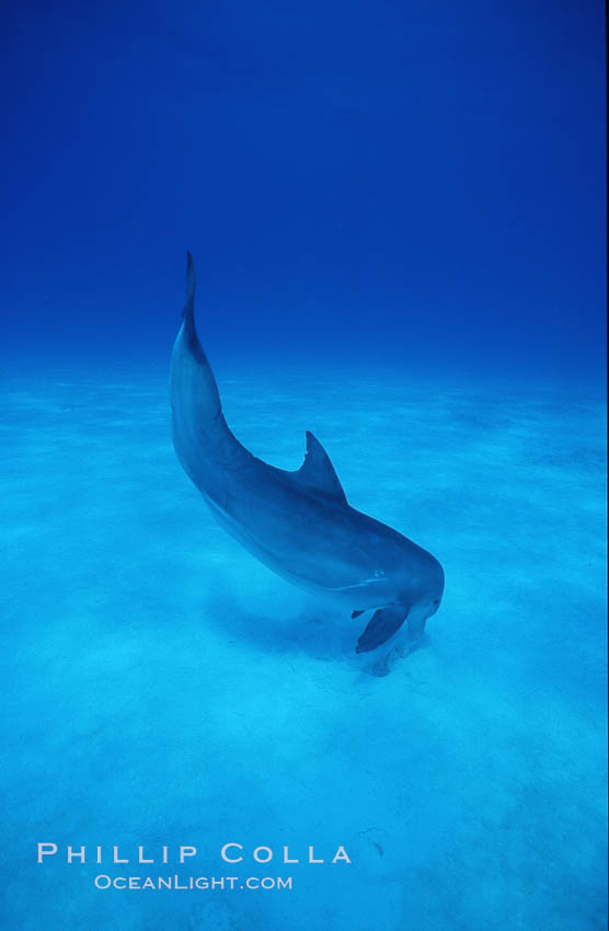 Atlantic  bottlenose dolphin. Bahamas, Tursiops truncatus, natural history stock photograph, photo id 04908