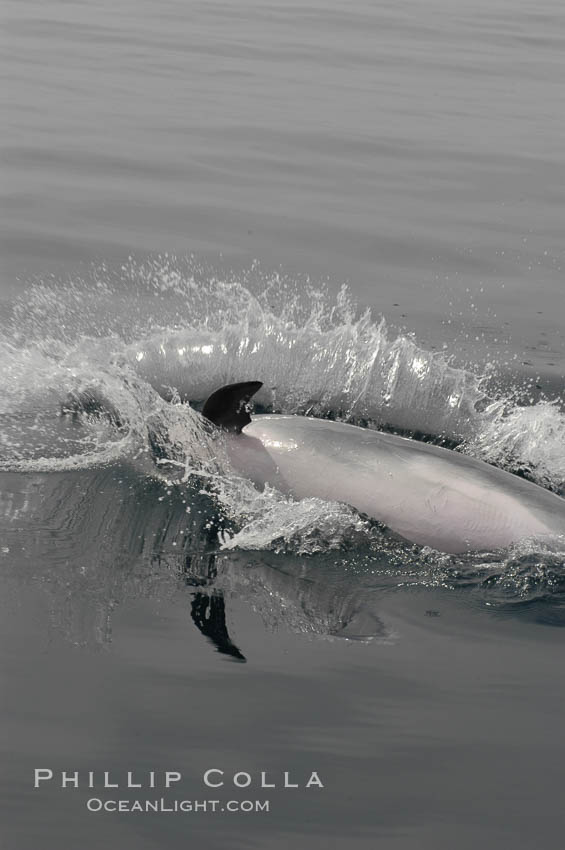 A curious Pacific bottlenose dolphin leaps from the ocean surface to look at the photographer.  Open ocean near San Diego. California, USA, Tursiops truncatus, natural history stock photograph, photo id 07160