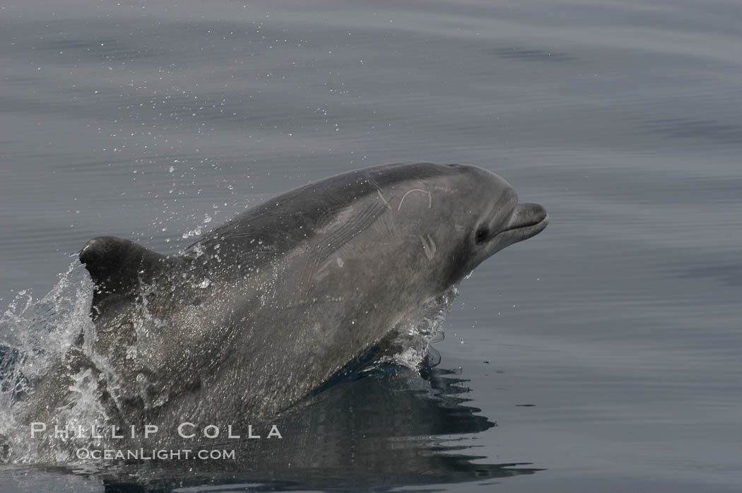 Pacific bottlenose dolphin breaches the ocean surface as it leaps and takes a breath.  Open ocean near San Diego. California, USA, Tursiops truncatus, natural history stock photograph, photo id 07168