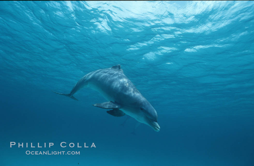 Atlantic bottlenose dolphin, damaged dorsal fin. Bahamas, Tursiops truncatus, natural history stock photograph, photo id 01155