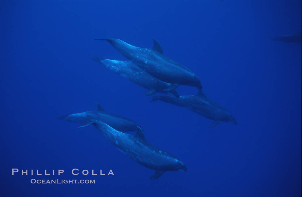 Pacific  bottlenose dolphin., Tursiops truncatus, natural history stock photograph, photo id 04911