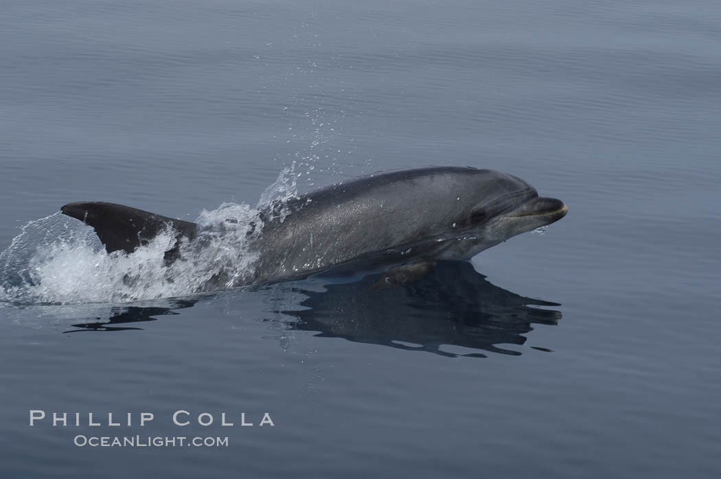 Pacific bottlenose dolphin breaches the ocean surface as it leaps and takes a breath.  Open ocean near San Diego. California, USA, Tursiops truncatus, natural history stock photograph, photo id 07163