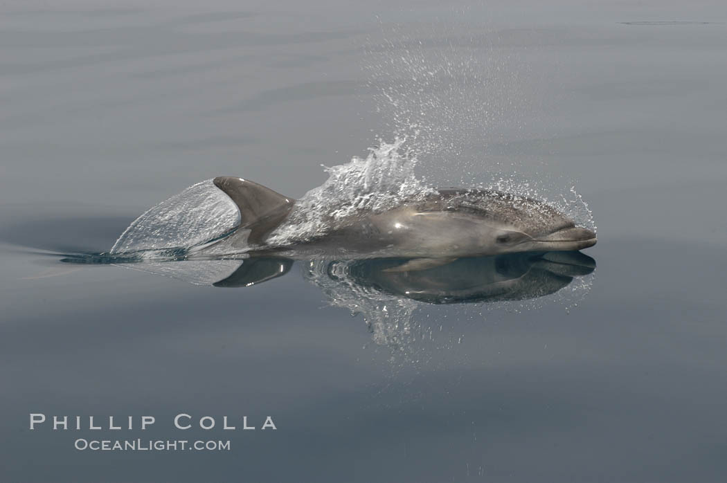 Pacific bottlenose dolphin hydrodynamically slices the ocean as it surfaces to breathe.  Open ocean near San Diego. California, USA, Tursiops truncatus, natural history stock photograph, photo id 07171