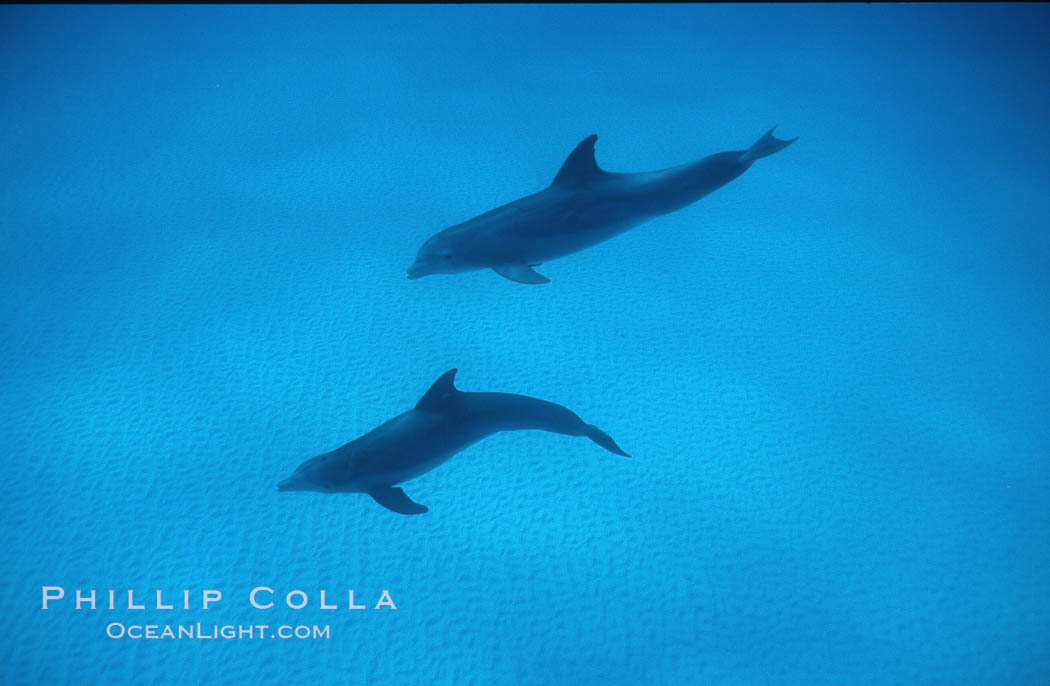 Atlantic  bottlenose dolphin. Bahamas, Tursiops truncatus, natural history stock photograph, photo id 04905