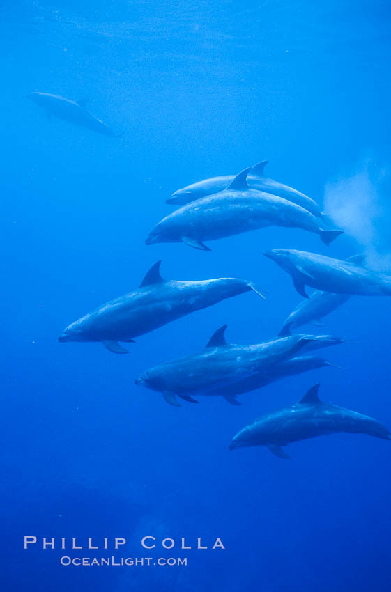 Pacific  bottlenose dolphin., Tursiops truncatus, natural history stock photograph, photo id 04917