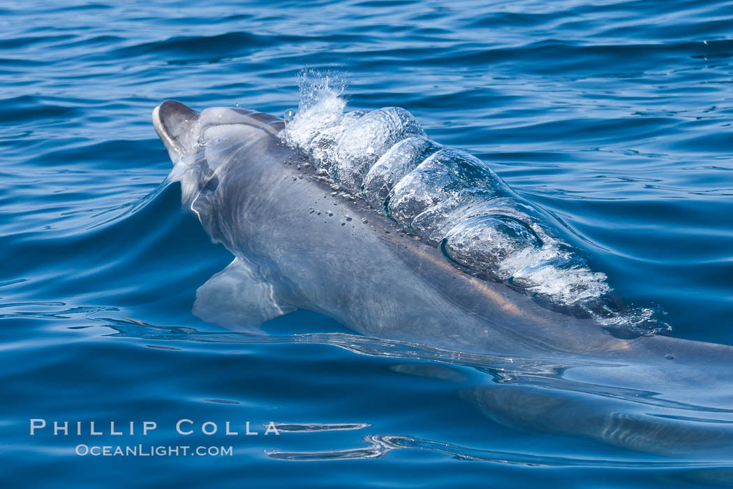 Bottlenose dolphin, bubbles forming in its exhalation just below the surface of the ocean, offshore of San Diego. California, USA, Tursiops truncatus, natural history stock photograph, photo id 26806