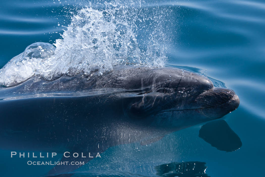 Bottlenose dolphin, breaching the surface of the ocean, offshore of San Diego. California, USA, Tursiops truncatus, natural history stock photograph, photo id 26810