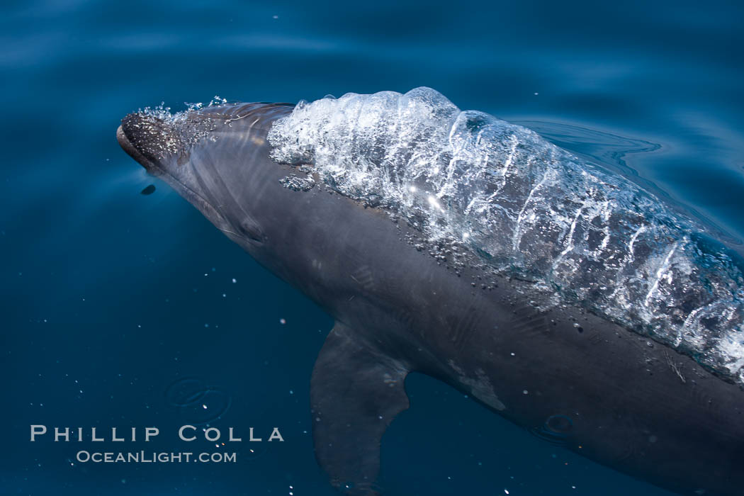 Bottlenose dolphin, bubbles forming in its exhalation just below the surface of the ocean, offshore of San Diego. California, USA, Tursiops truncatus, natural history stock photograph, photo id 26814