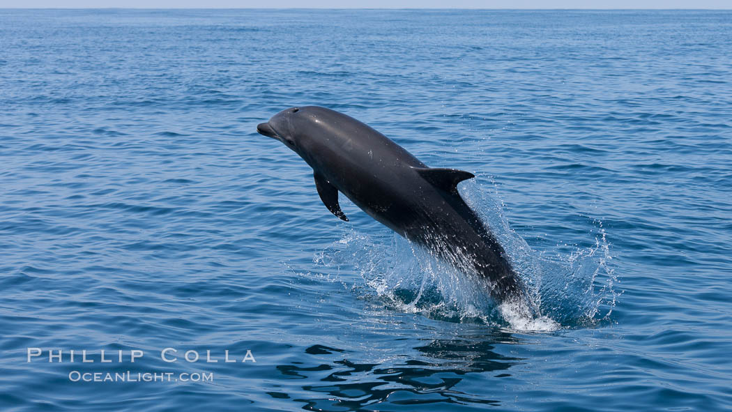 Bottlenose dolphin, leaping over the surface of the ocean, offshore of San Diego. California, USA, Tursiops truncatus, natural history stock photograph, photo id 26812