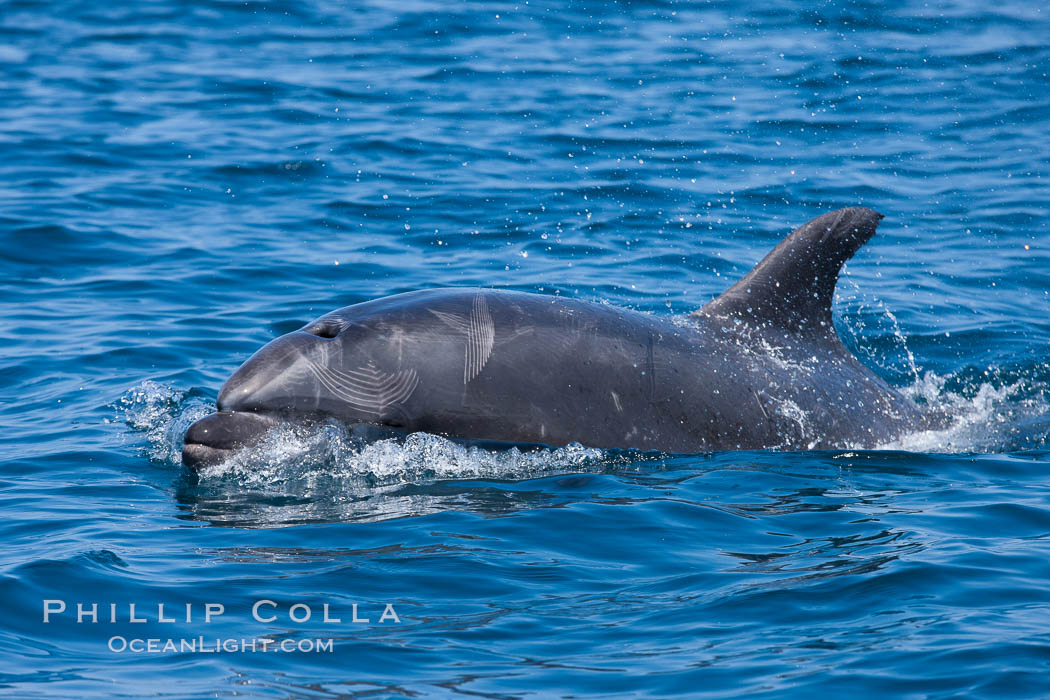 Bottlenose dolphin, breaching the surface of the ocean, offshore of San Diego. California, USA, Tursiops truncatus, natural history stock photograph, photo id 26816