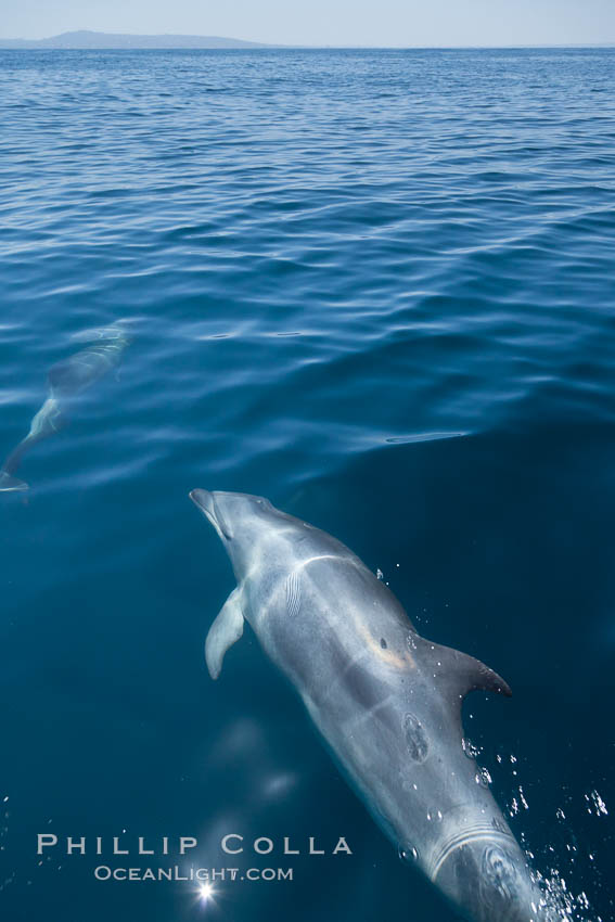 Bottlenose dolphin, swimming just below the surface of the glassy ocean, offshore of San Diego. California, USA, Tursiops truncatus, natural history stock photograph, photo id 26811