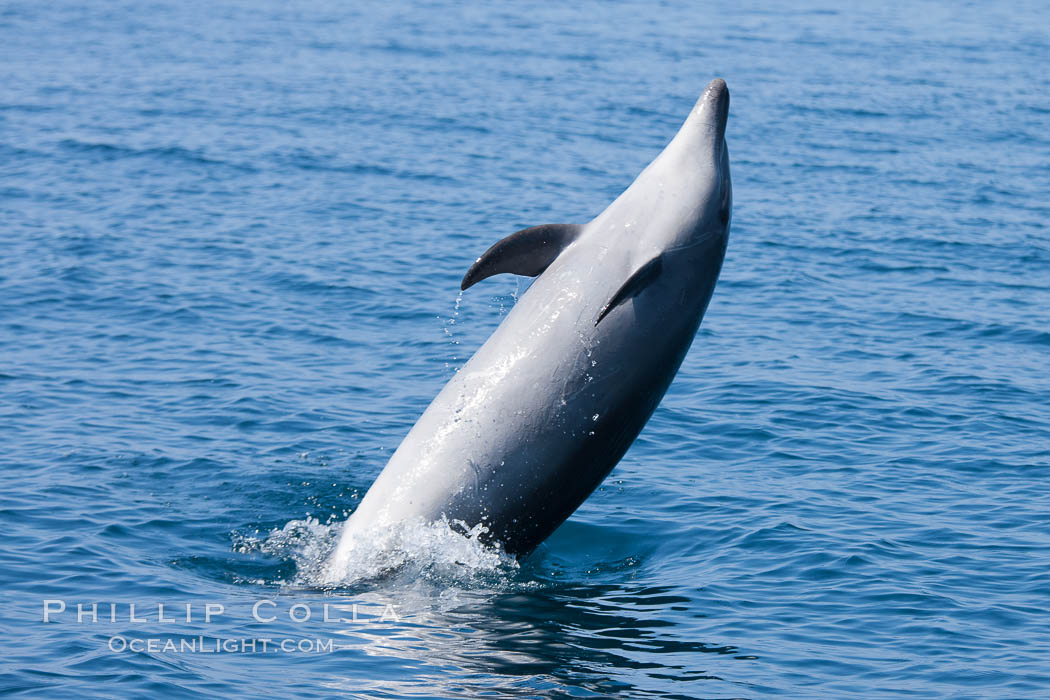 Bottlenose dolphin, leaping over the surface of the ocean, offshore of San Diego. California, USA, Tursiops truncatus, natural history stock photograph, photo id 26809