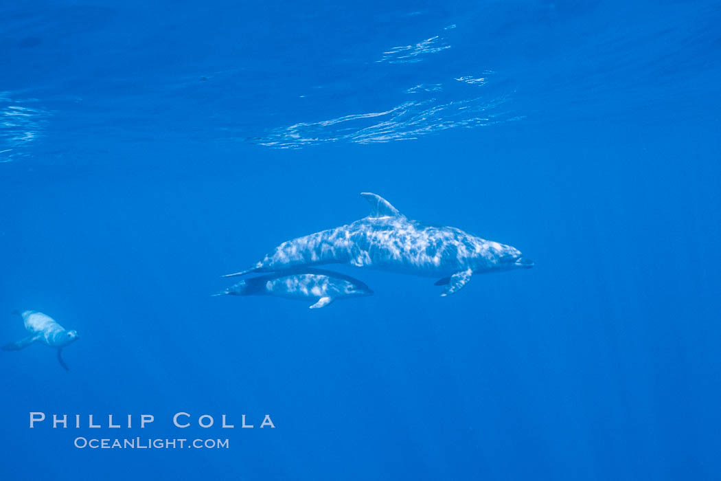 Pacific bottlenoses dolphin at Guadalupe Island, Mexico. Guadalupe Island (Isla Guadalupe), Baja California, natural history stock photograph, photo id 36240