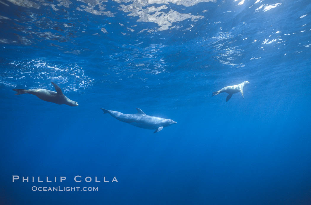 Pacific bottlenoses dolphin at Guadalupe Island, Mexico. Guadalupe Island (Isla Guadalupe), Baja California, natural history stock photograph, photo id 36243