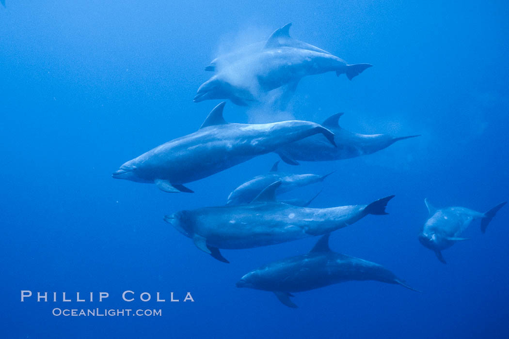Pacific bottlenoses dolphin at Guadalupe Island, Mexico. Guadalupe Island (Isla Guadalupe), Baja California, natural history stock photograph, photo id 36247