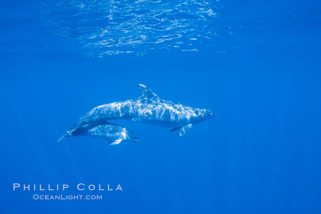 Pacific bottlenoses dolphin at Guadalupe Island, Mexico. Guadalupe Island (Isla Guadalupe), Baja California, natural history stock photograph, photo id 36241