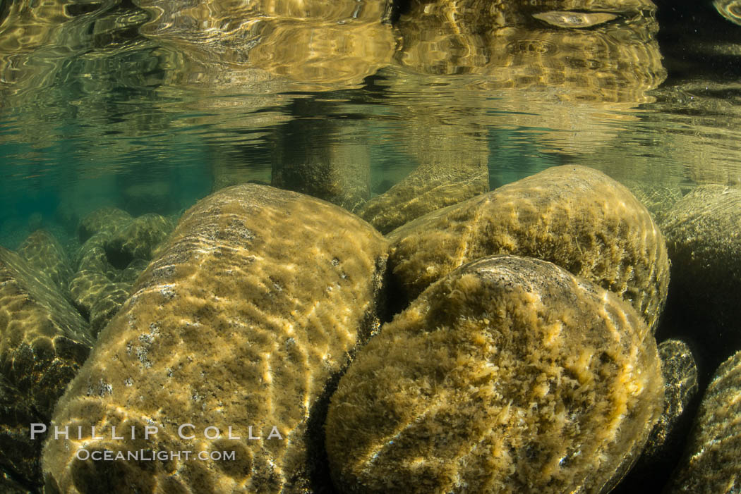 Boulders underwater, Lake Tahoe, Nevada. USA, natural history stock photograph, photo id 32338