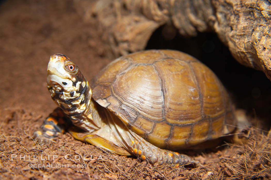 Box turtle.  Box turtles are famous for their hinged shells, which allow them to retract almost completely into their bony armor., Terrapene, natural history stock photograph, photo id 13988