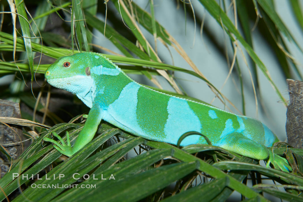 Banded iguana, male.  The bands of color on the male of this species change from green to either blue, grey or black, depending on mood.  Females are usually solid green, ocassionally with blue spots or a few narrow bands., Brachylophus fasciatus, natural history stock photograph, photo id 12613