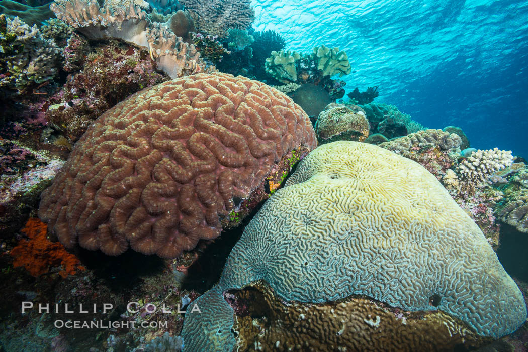 Brain corals on tropical coral reef, Fiji. Left brain coral is Symphllia, right bain coral is Platygyra lamellina. Vatu I Ra Passage, Bligh Waters, Viti Levu  Island, Platygyra lamellina, Symphyllia, natural history stock photograph, photo id 31702