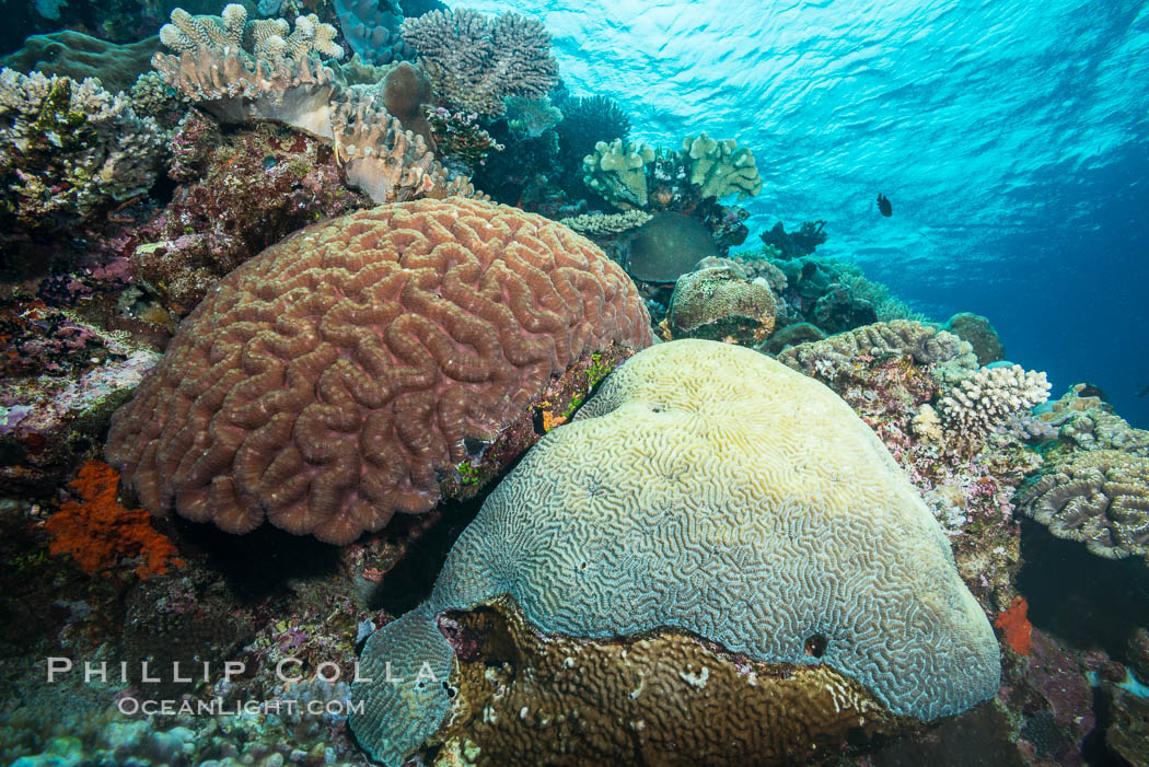 Brain corals on tropical coral reef, Mount Mutiny, Bligh Waters, Fiji. Left brain coral is Symphllia, right bain coral is Platygyra lamellina. Vatu I Ra Passage, Viti Levu  Island, Platygyra lamellina, Symphyllia, natural history stock photograph, photo id 31371