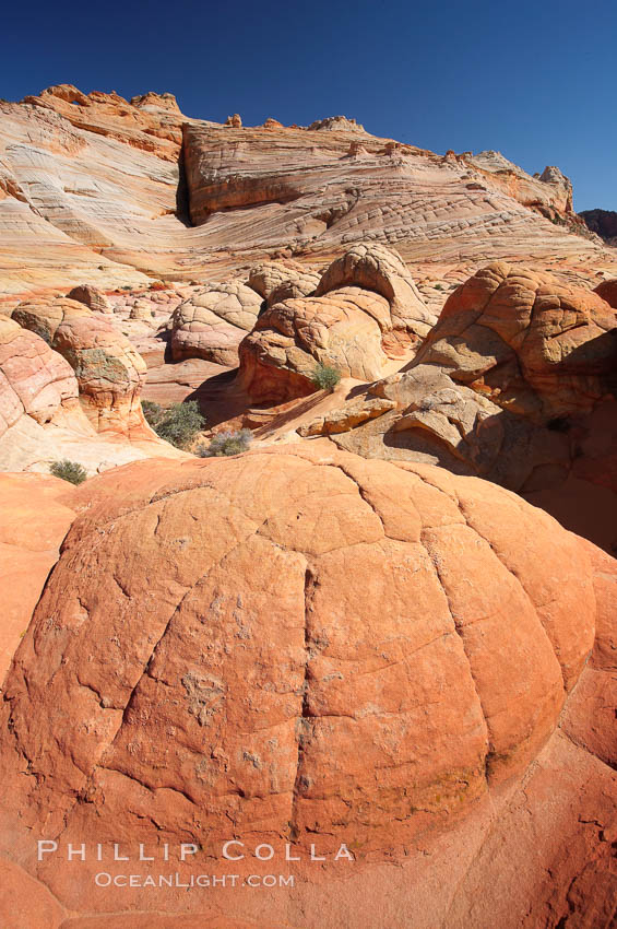 Brain rocks.  Sandstone is curiously eroded through the forces water and wind acting over eons.  Cracks and joints arise when water freezes and expands repeatedly, braking apart the soft sandstone. North Coyote Buttes, Paria Canyon-Vermilion Cliffs Wilderness, Arizona, USA, natural history stock photograph, photo id 20763