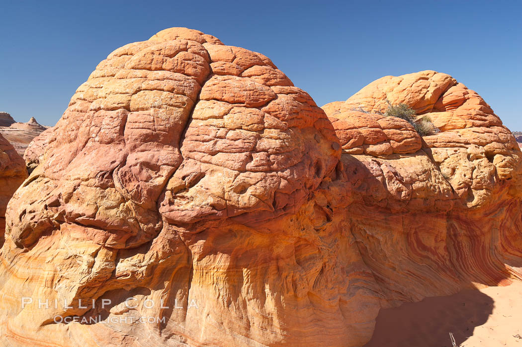 Brain rocks.  Sandstone is curiously eroded through the forces water and wind acting over eons.  Cracks and joints arise when water freezes and expands repeatedly, braking apart the soft sandstone. North Coyote Buttes, Paria Canyon-Vermilion Cliffs Wilderness, Arizona, USA, natural history stock photograph, photo id 20753