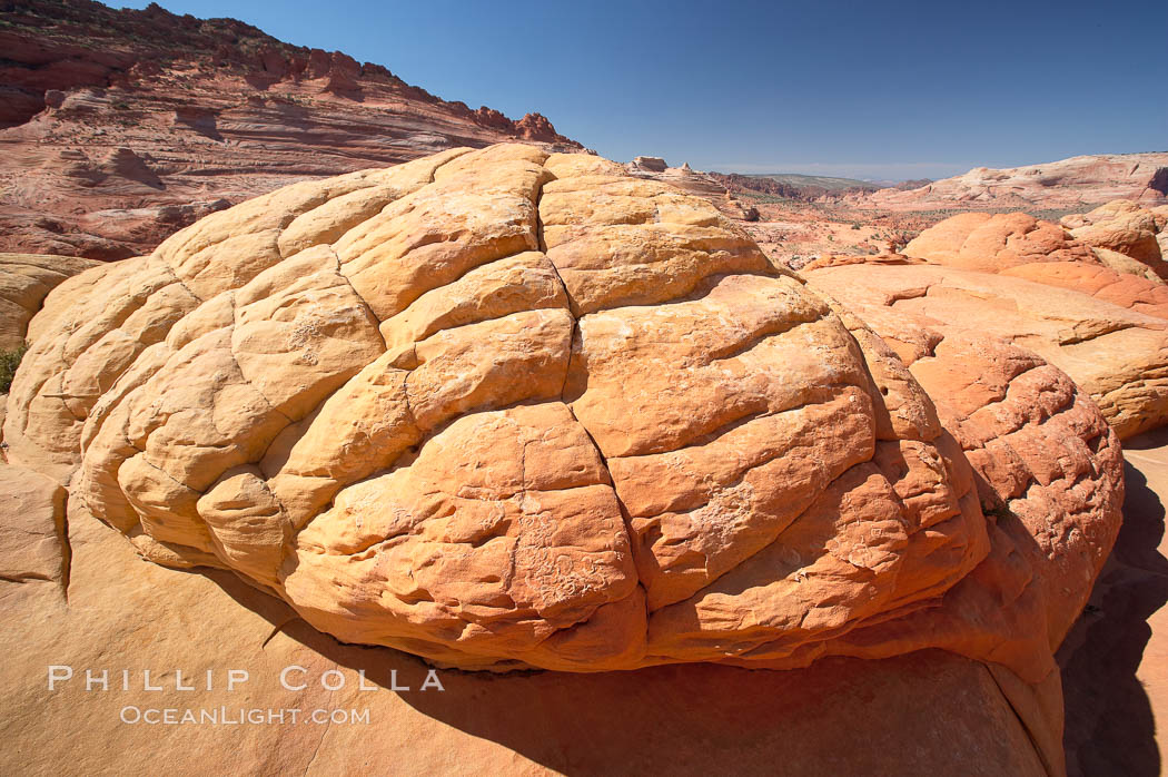 Brain rocks.  Sandstone is curiously eroded through the forces water and wind acting over eons.  Cracks and joints arise when water freezes and expands repeatedly, braking apart the soft sandstone. North Coyote Buttes, Paria Canyon-Vermilion Cliffs Wilderness, Arizona, USA, natural history stock photograph, photo id 20761