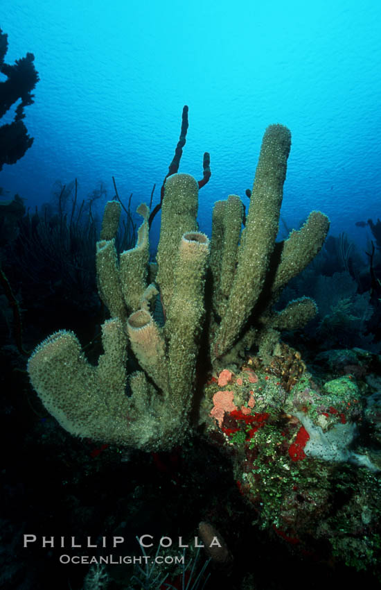 Branching vase sponge. Roatan, Honduras, Callyspongia vaginalis, natural history stock photograph, photo id 04606