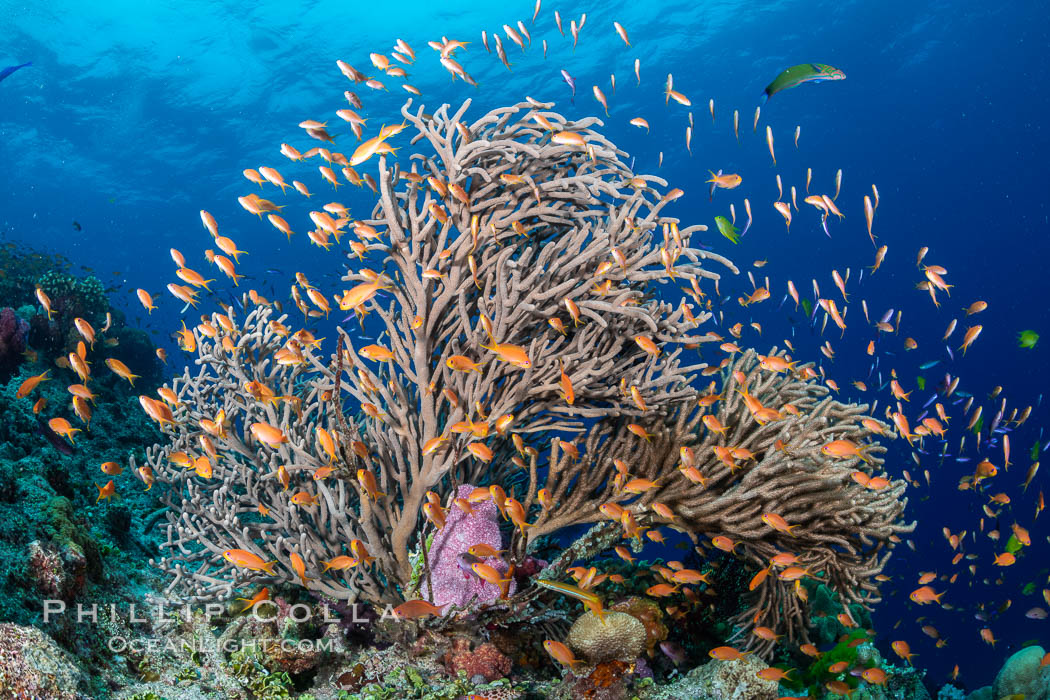 Branching whip coral (Ellisella sp) captures passing planktonic food in ocean currents, Fiji, Pseudanthias, Ellisella, Bligh Waters