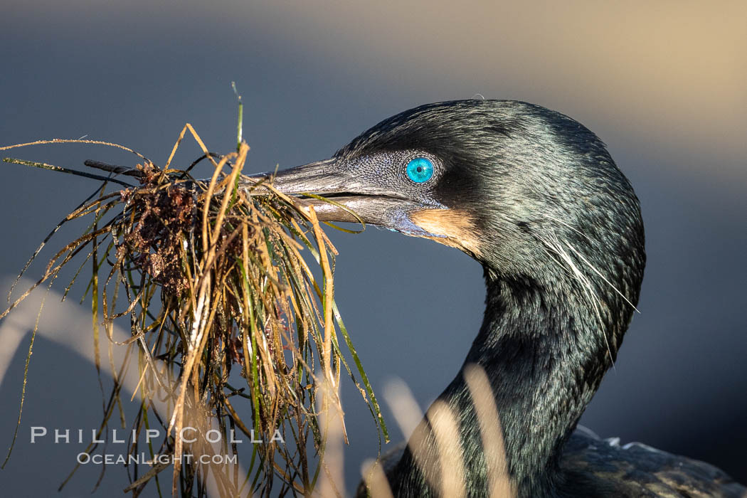 Brandt's Cormorant carrying nesting material in its beak. La Jolla, California, USA, Phalacrocorax penicillatus, natural history stock photograph, photo id 36870
