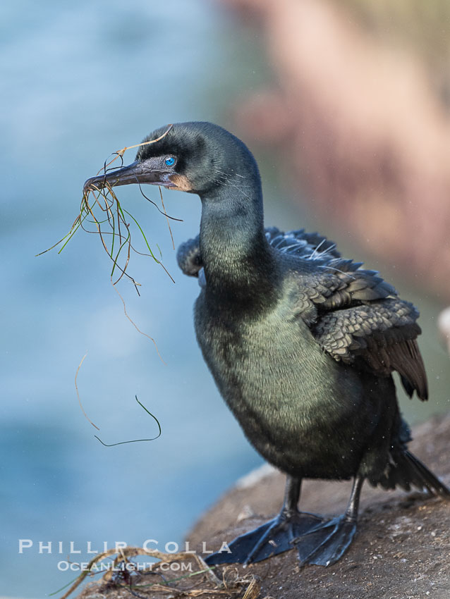 Brandt's Cormorant carrying nesting material to its nest. La Jolla, California, USA, Phalacrocorax penicillatus, natural history stock photograph, photo id 40139