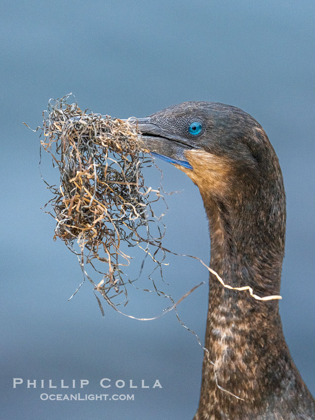 Brandt's Cormorant carrying surf grass nesting material, Phalacrocorax penicillatus. La Jolla, California, USA, Phalacrocorax penicillatus, natural history stock photograph, photo id 39513