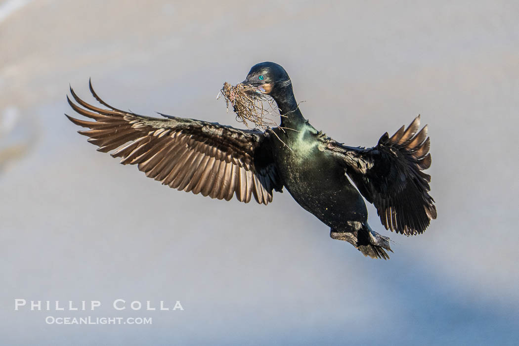 Brandt's Cormorant carrying surfgrass for nest building, Phalacrocorax penicillatus., natural history stock photograph, photo id 41507