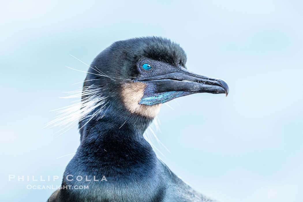 Brandt's Cormorant Close-Up Portrait. Note the blue eye, blue color on throat, seen during breeding season., Phalacrocorax penicillatus, natural history stock photograph, photo id 41732