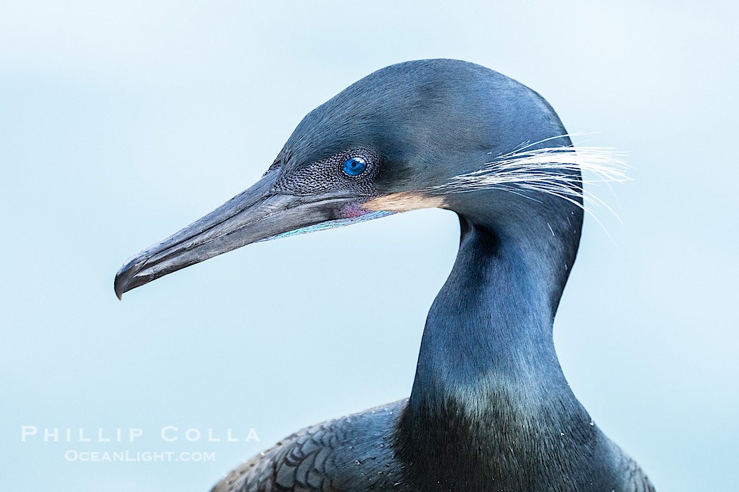 Brandt's Cormorant Close-Up Portrait. Note the blue eye, blue color on throat, seen during breeding season., Phalacrocorax penicillatus, natural history stock photograph, photo id 41735
