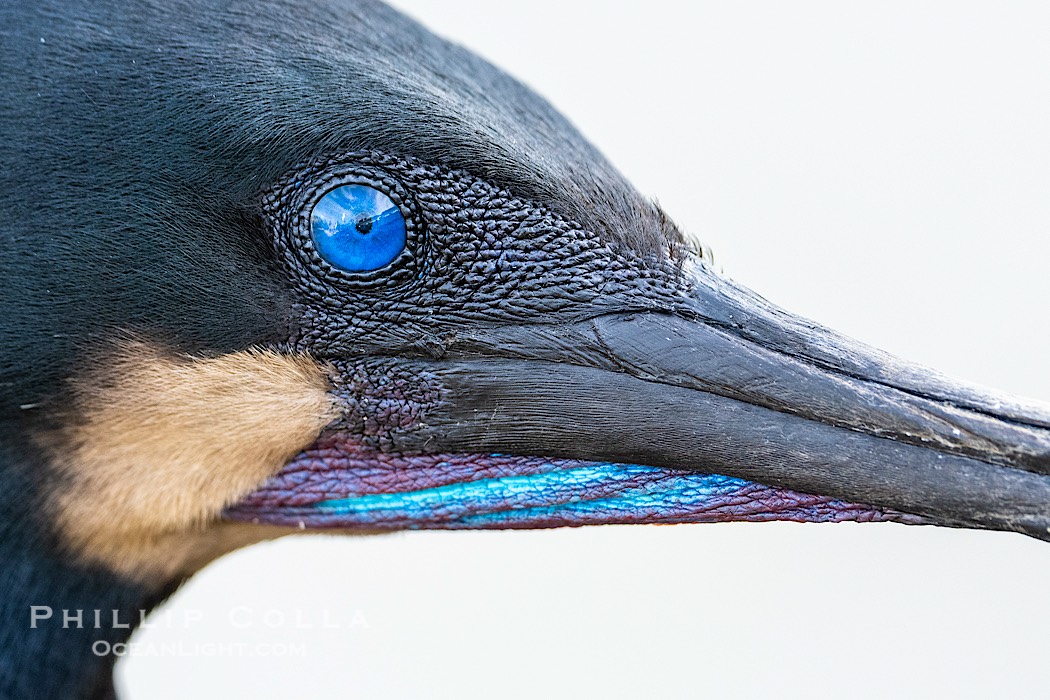 Brandt's Cormorant Close-Up Portrait. Note the blue eye, blue color on throat, seen during breeding season., Phalacrocorax penicillatus, natural history stock photograph, photo id 41733