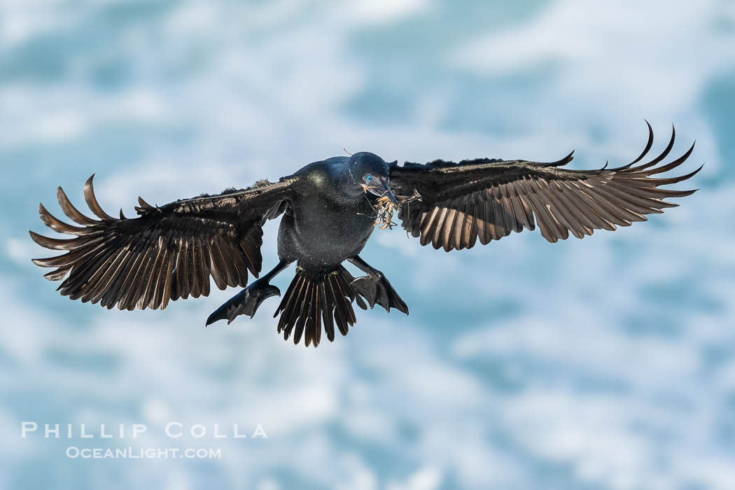 Brandt's Cormorant In Flight Carrying Nesting Material in its Beak, Phalacrocorax penicillatus, La Jolla, California