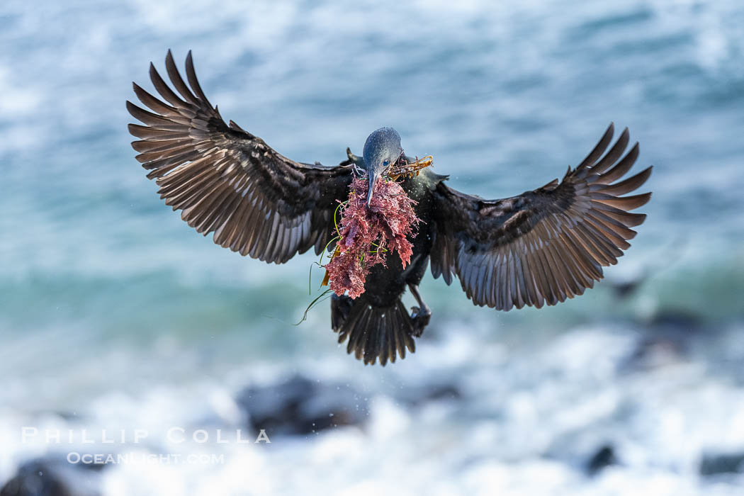 Brandt's Cormorant in flight carrying red marine algae for nest building, ocean background. La Jolla, California, USA, Phalacrocorax penicillatus, natural history stock photograph, photo id 40874