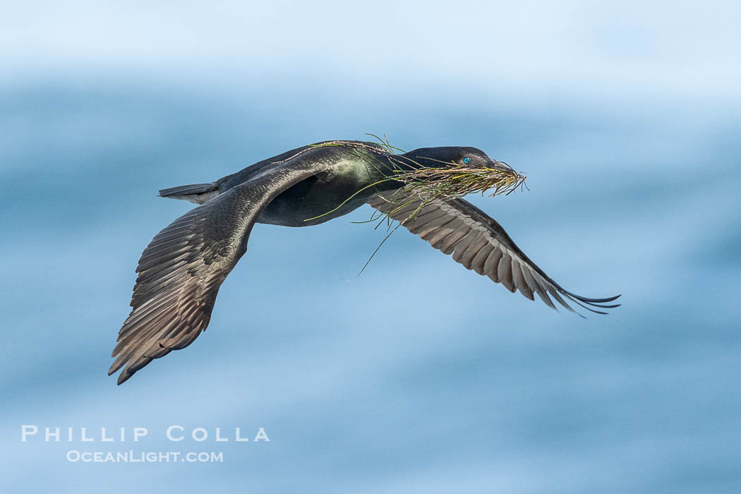 Brandt's Cormorant in flight carrying surfgrass for nest building, ocean background. La Jolla, California, USA, Phalacrocorax penicillatus, natural history stock photograph, photo id 40870
