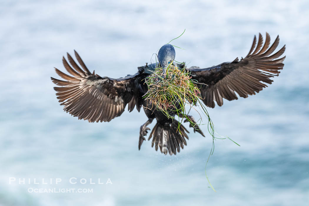 Brandt's Cormorant in flight carrying surfgrass for nest building, ocean background. La Jolla, California, USA, Phalacrocorax penicillatus, natural history stock photograph, photo id 40872