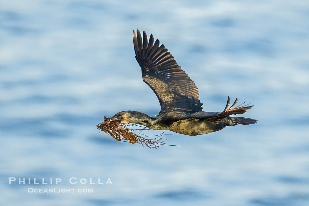Brandt's Cormorant in flight carrying surfgrass for nest building, ocean background. La Jolla, California, USA, Phalacrocorax penicillatus, natural history stock photograph, photo id 40880