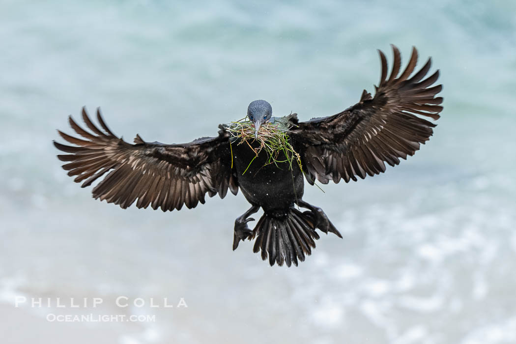 Brandt's Cormorant in flight carrying surfgrass for nest building, ocean background. La Jolla, California, USA, Phalacrocorax penicillatus, natural history stock photograph, photo id 40883