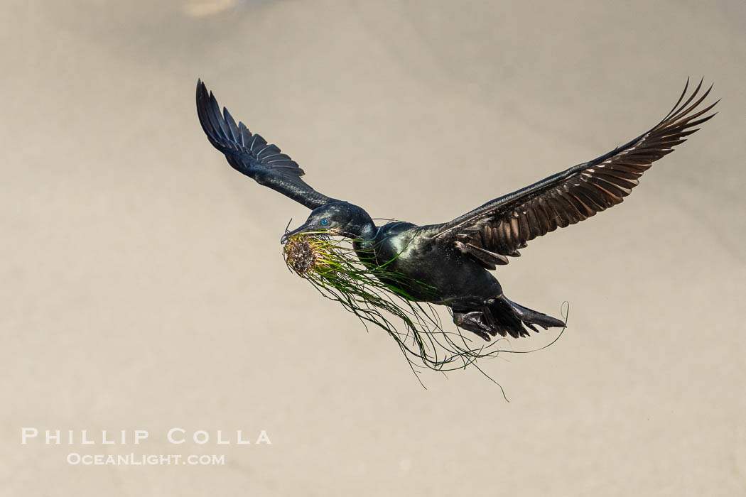 Brandt's Cormorant in flight carrying surfgrass for nest building, ocean background. La Jolla, California, USA, Phalacrocorax penicillatus, natural history stock photograph, photo id 40873
