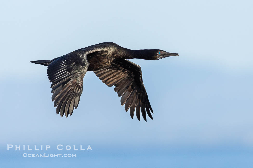 Brandt's Cormorant in Flight. La Jolla, California, USA, Phalacrocorax penicillatus, natural history stock photograph, photo id 38582