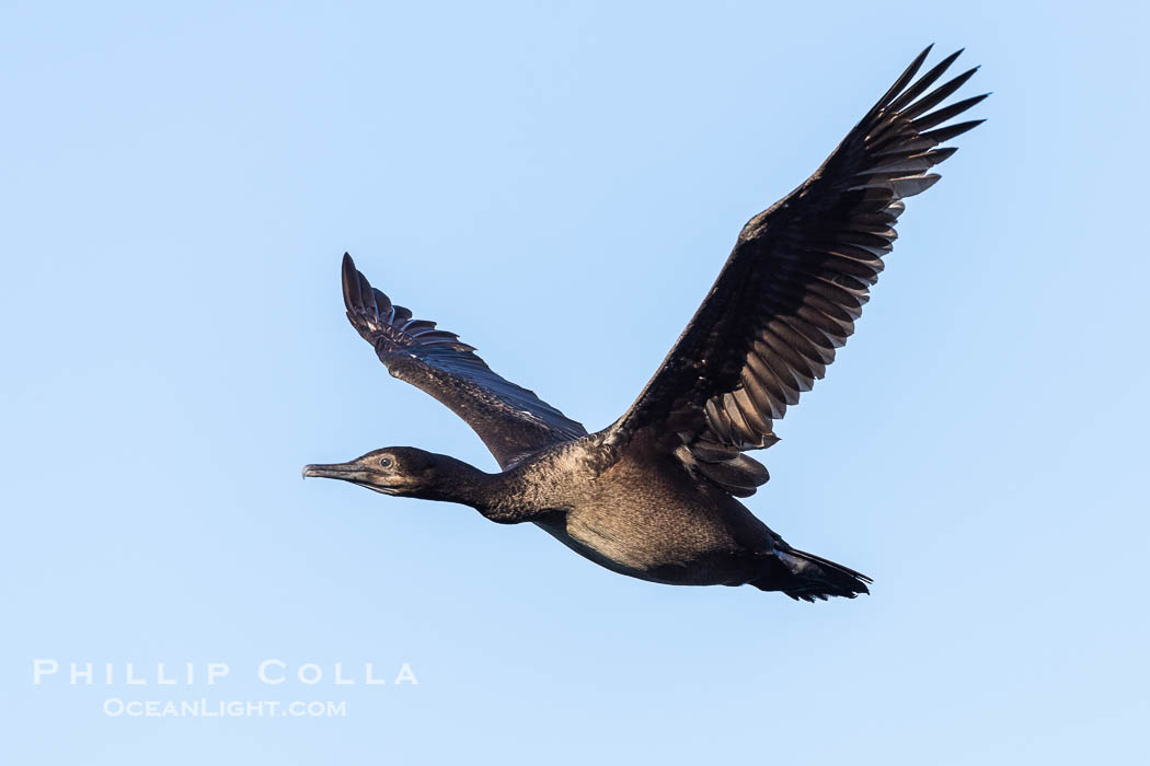 Brandt's Cormorant in Flight. La Jolla, California, USA, Phalacrocorax penicillatus, natural history stock photograph, photo id 38610