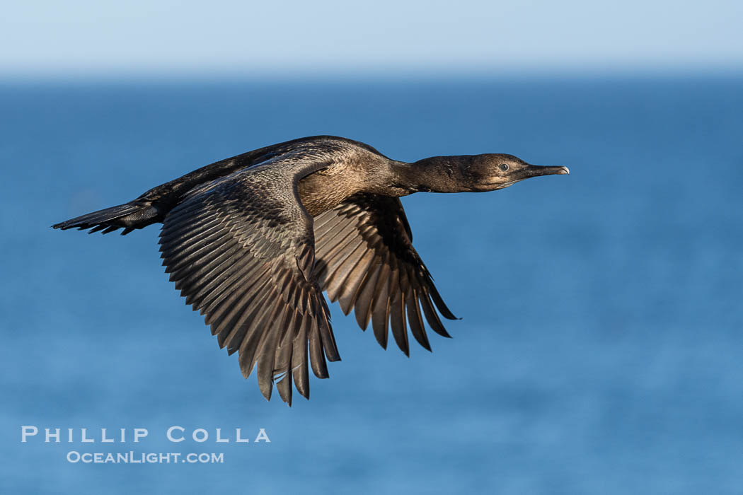 Brandt's Cormorant in Flight Non-Breeding Adult, flying over the Pacific Ocean in La Jolla. California, USA, natural history stock photograph, photo id 39865