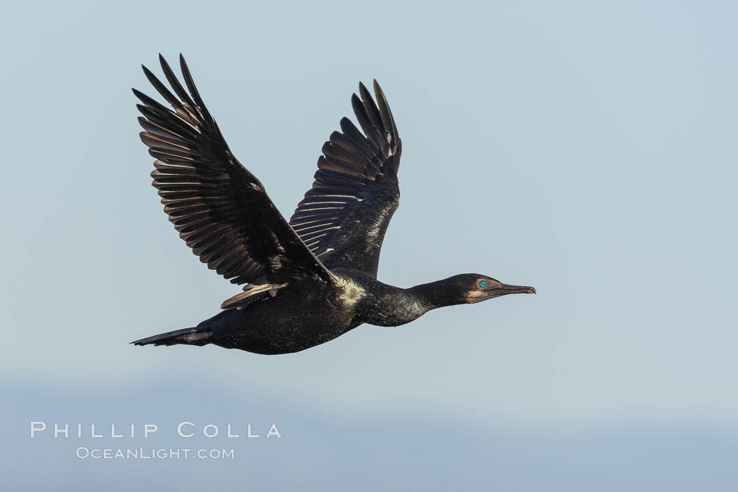 Brandt's Cormorant in Flight. La Jolla, California, USA, Phalacrocorax penicillatus, natural history stock photograph, photo id 37443