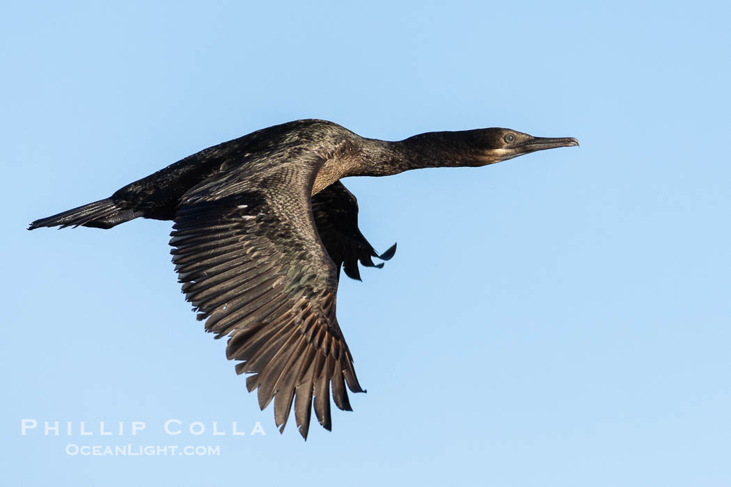 Brandt's Cormorant in Flight. La Jolla, California, USA, Phalacrocorax penicillatus, natural history stock photograph, photo id 38583