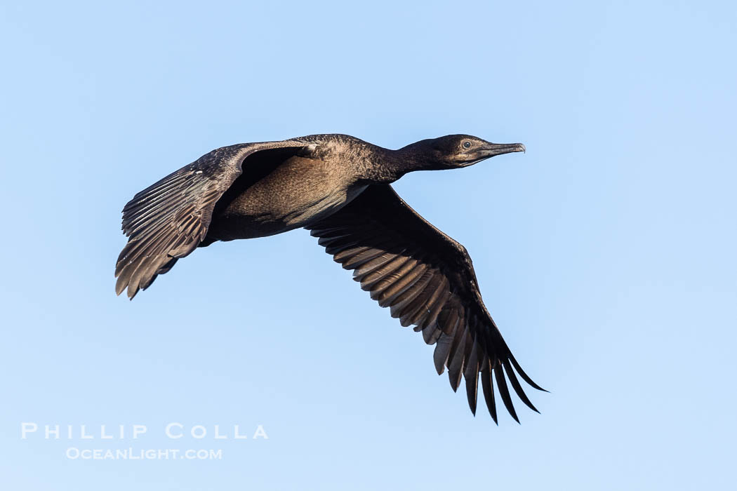 Brandt's Cormorant in Flight. La Jolla, California, USA, Phalacrocorax penicillatus, natural history stock photograph, photo id 38581